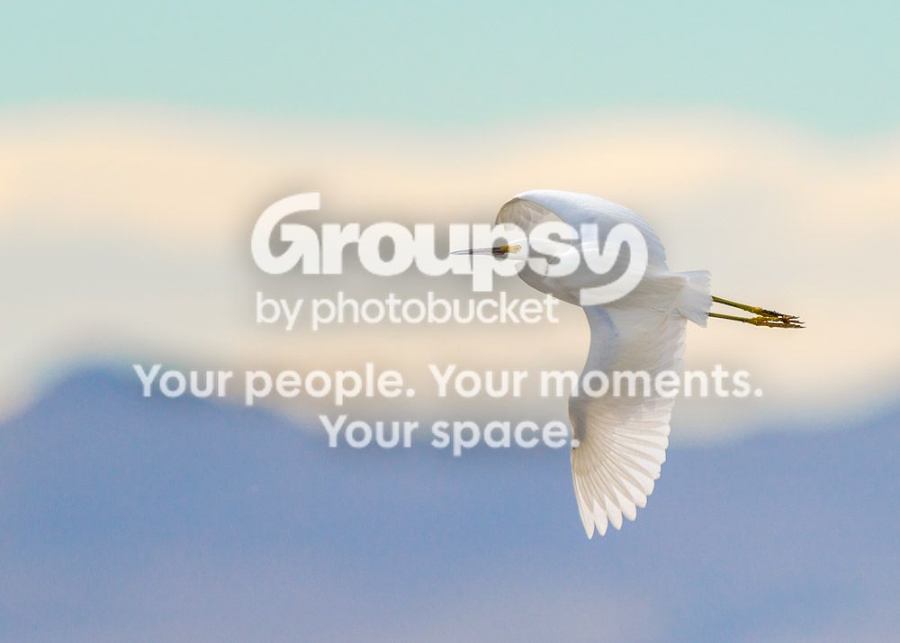 snowyegret1_zps5ab8761a.jpg