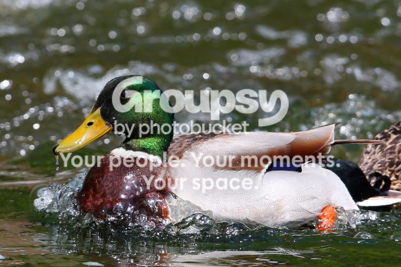 Mallards039copy.jpg