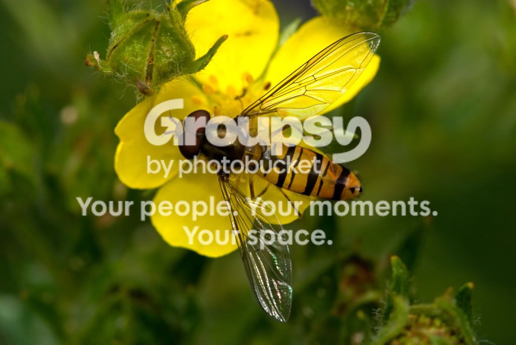 hoverflyjpeg3.jpg