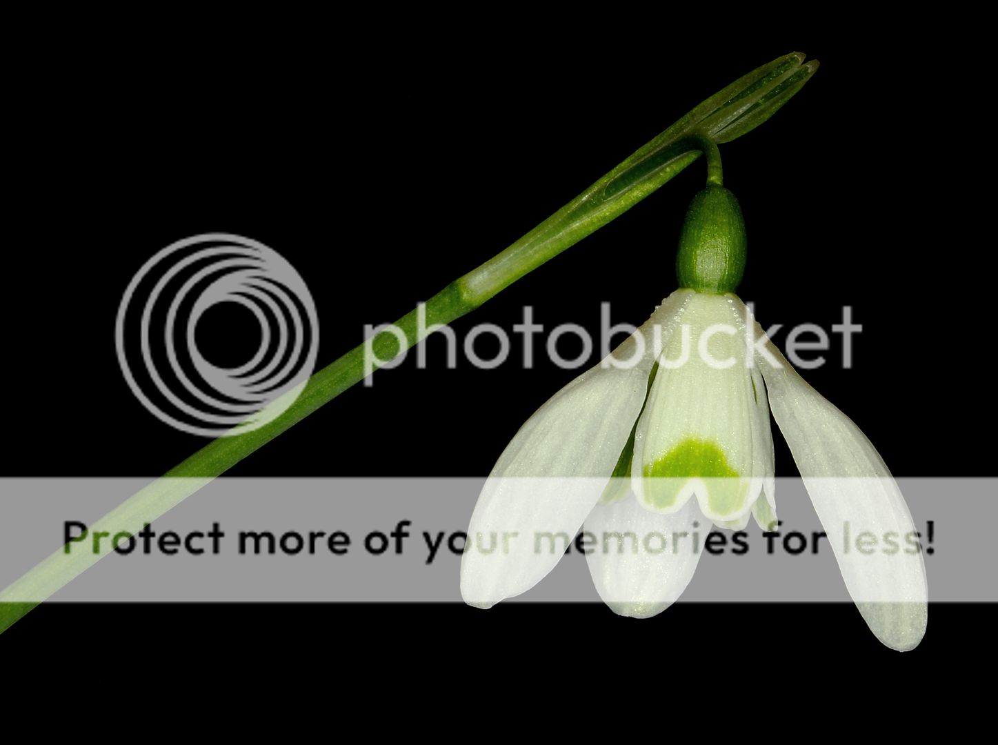 snowdrop.jpg