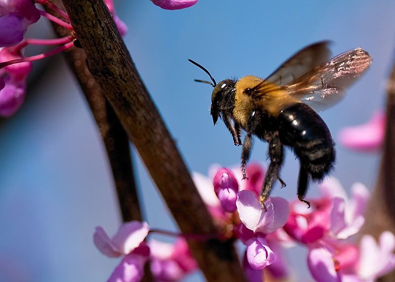 BeesinRedbud-2.jpg