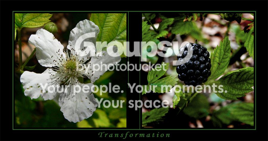 blackberryplant.jpg