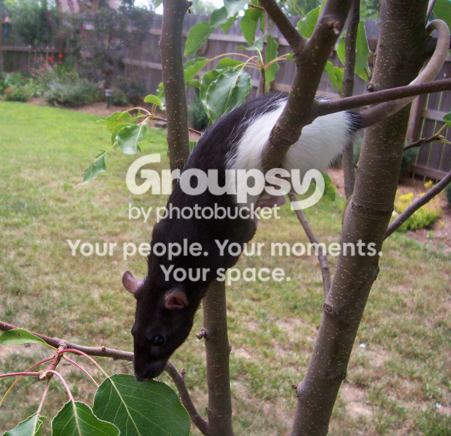 colatree2.png