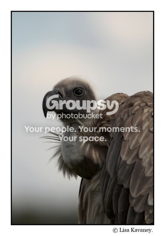 vulture-01copy.jpg