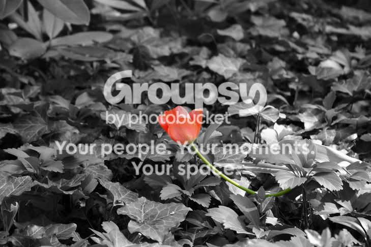 bwflowerwithgreenstem.jpg