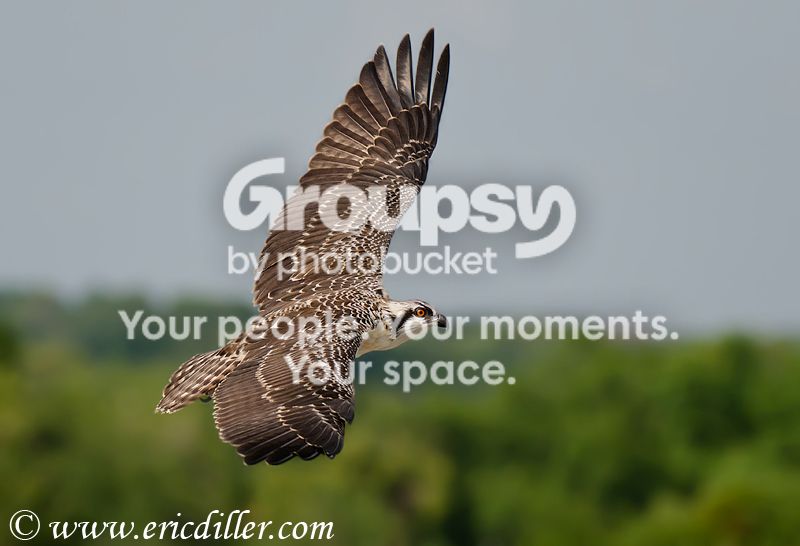 _ECD0741-copy800.jpg