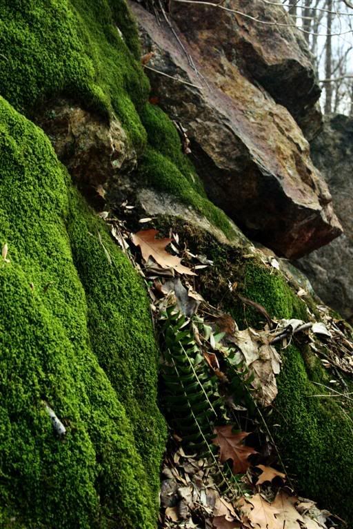 mossonrockLarge.jpg