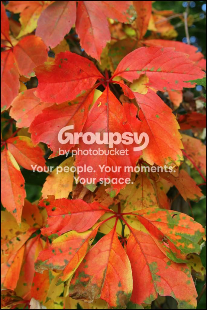 fallleaves.jpg