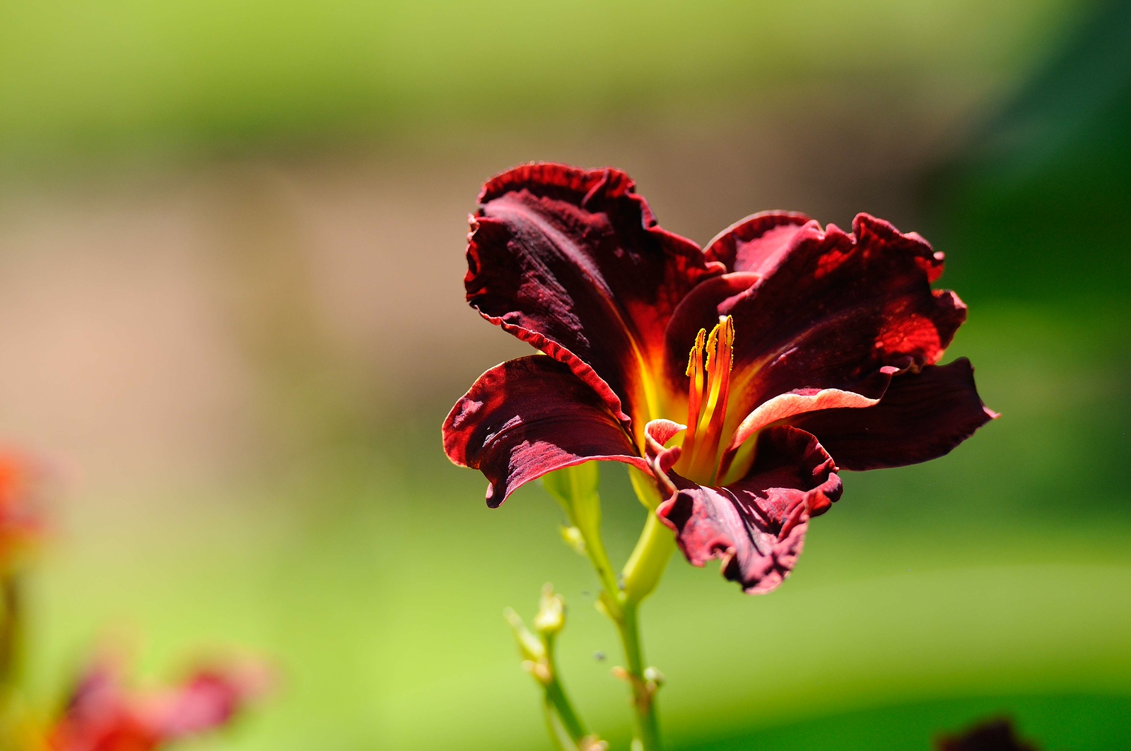 DSC_00124-X3.jpg