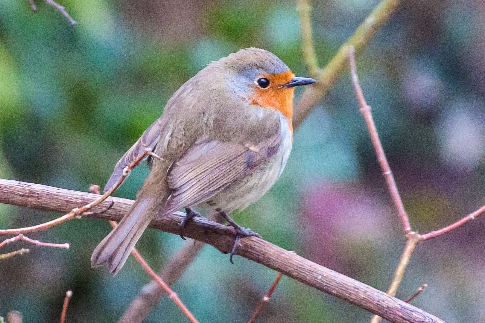 Robin1_zps84a2329b.jpg