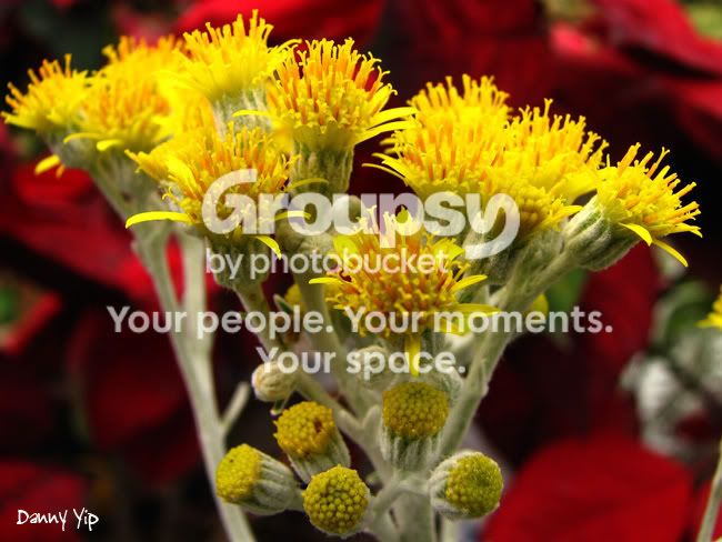 Flowers5.jpg