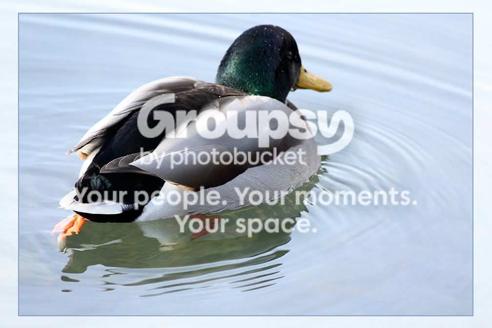 Mallard3.jpg
