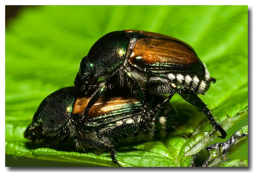 Japanesebeetles2.jpg