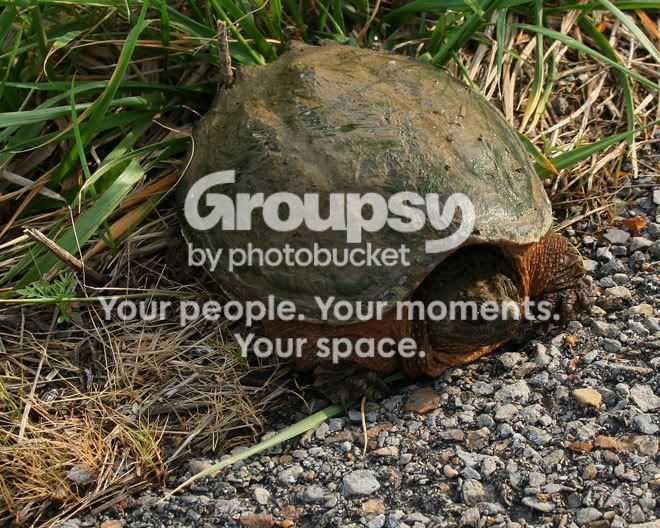 Turtle-snapping-by-road.jpg