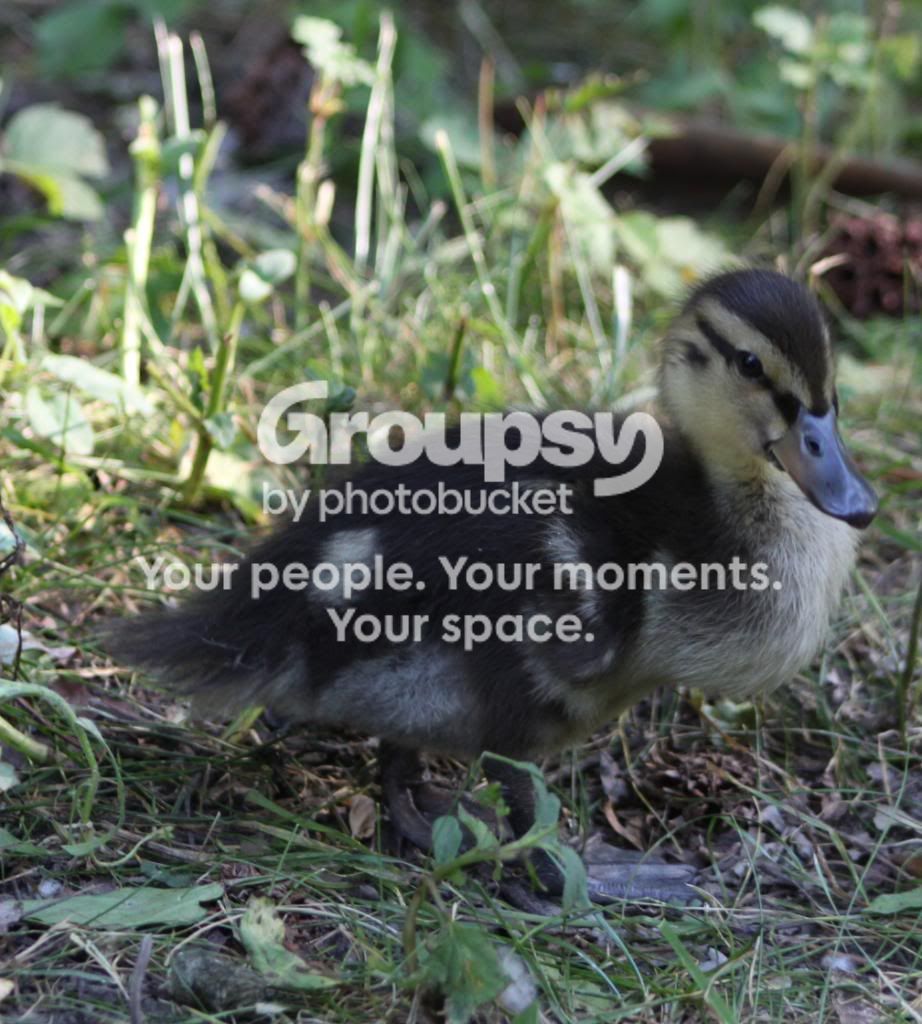 Duckling.jpg