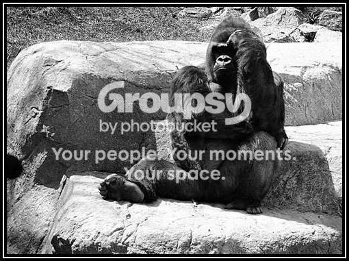 ape.jpg