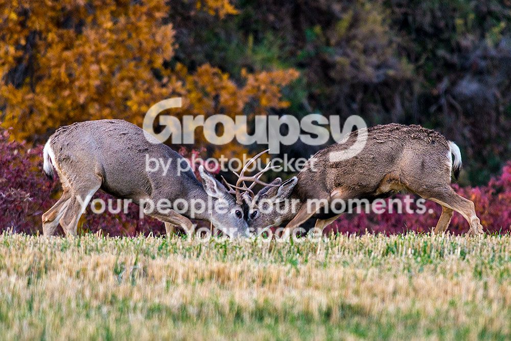 deer2_zps431cf669.jpg~original