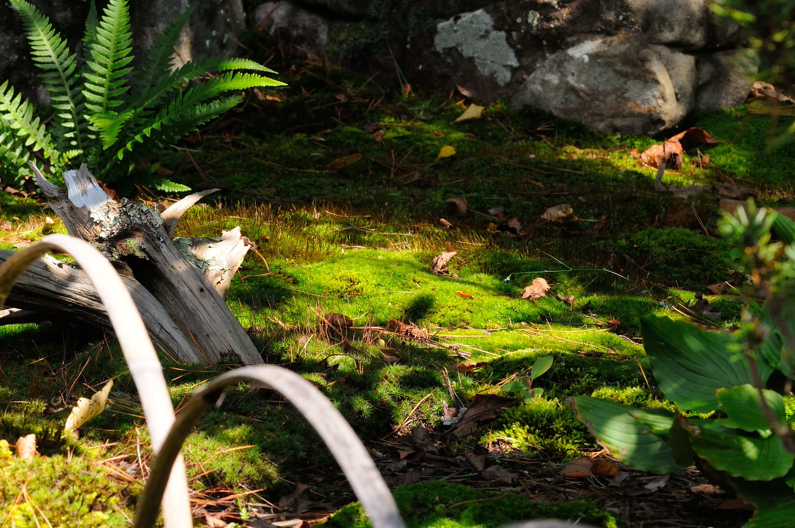 DSC_00359-X3.jpg