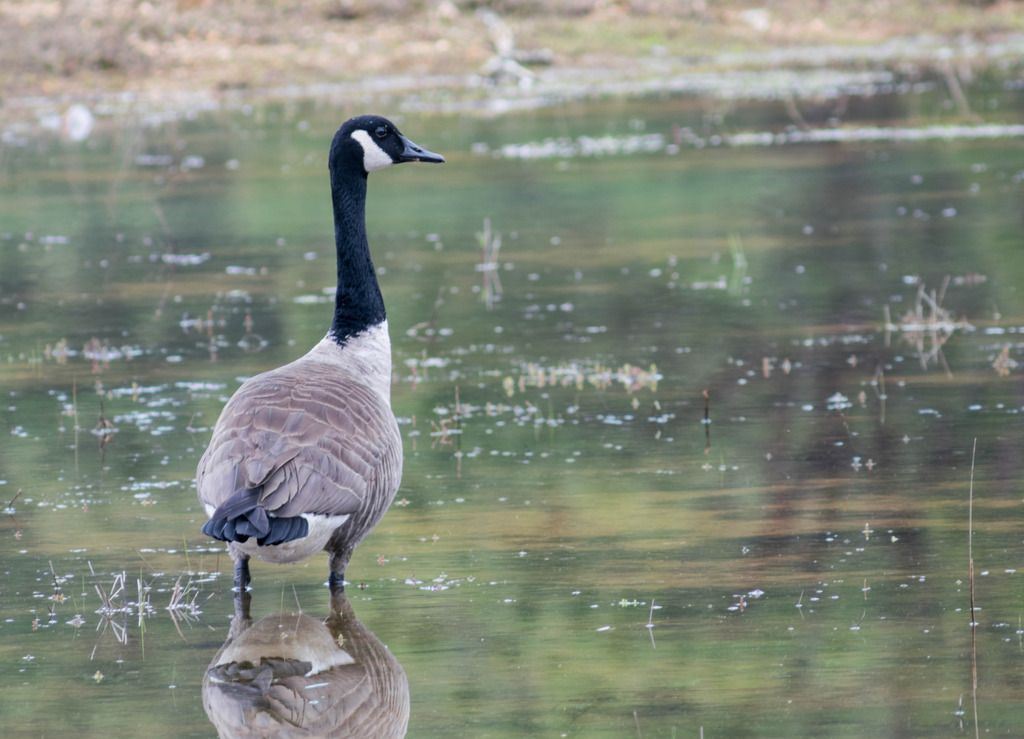 male-goose-standing_zpsu5ynyuqp.jpg