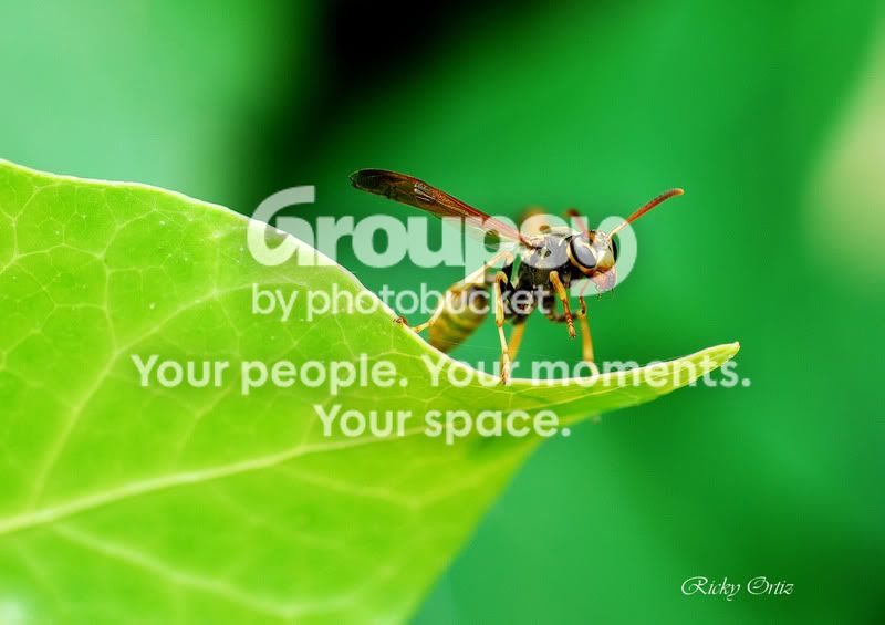 waspcopy.jpg
