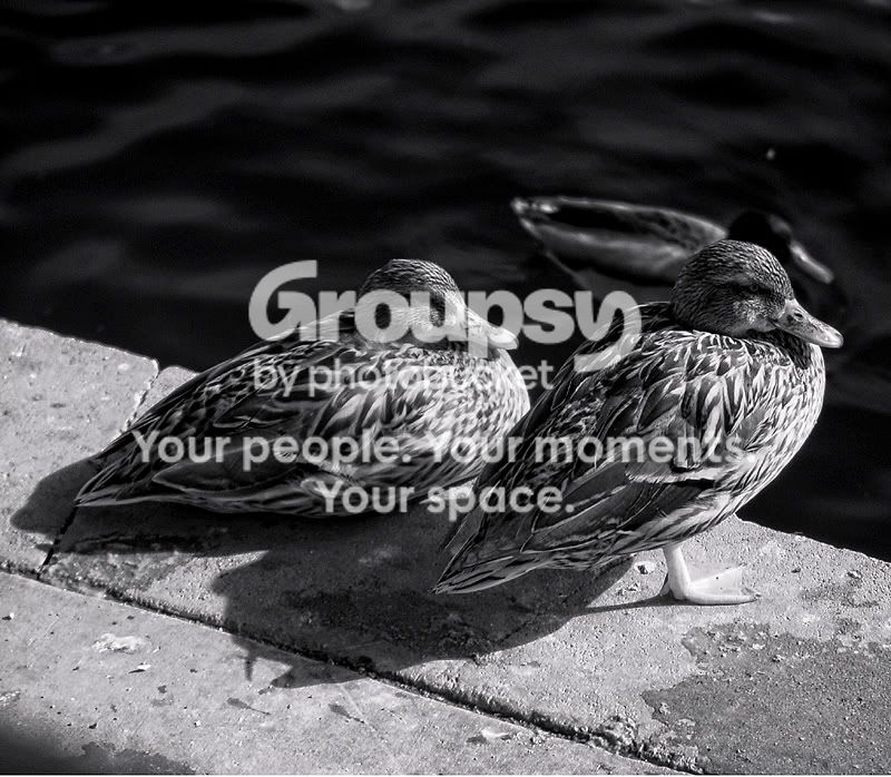 ducks_100.jpg