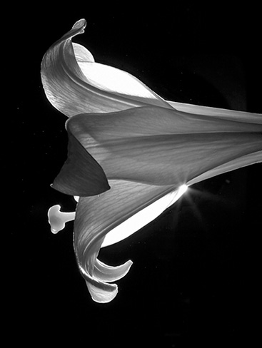 lily6231bw.jpg