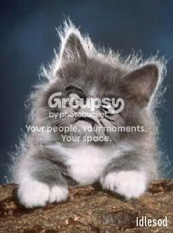 uglycat.jpg
