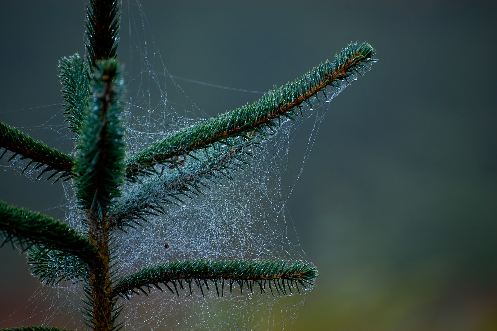 DSC_5850-1.jpg