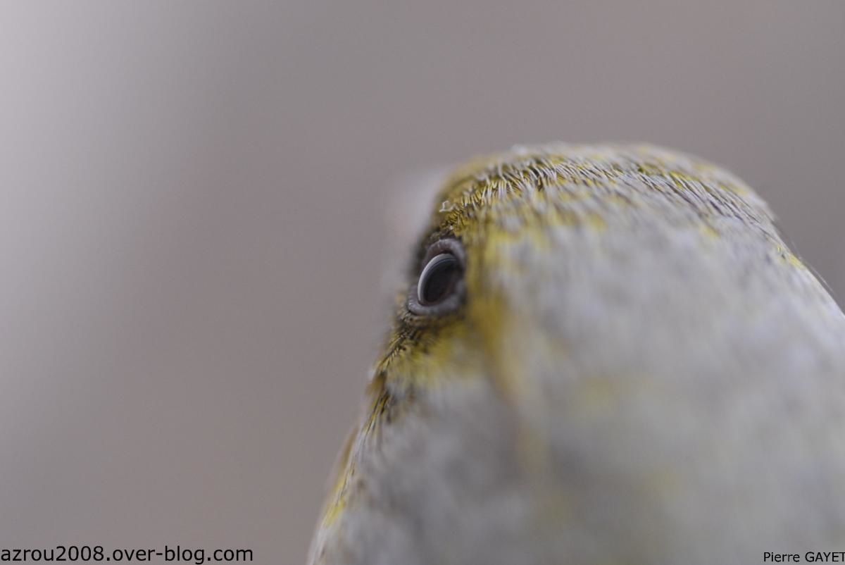 verdier-oeil-2.jpg