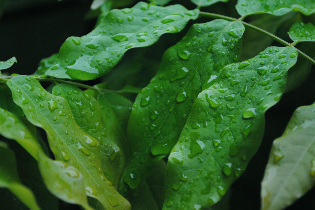 greenery_by_snow_fx-d3x234r.jpg