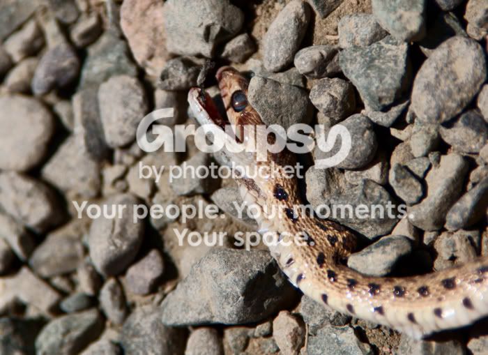 trydeadsnake.jpg