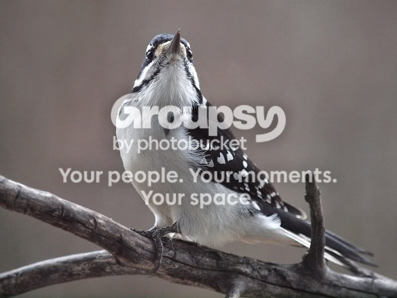 Woodpeckerfrontal.jpg