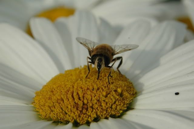 DSC_9500.jpg