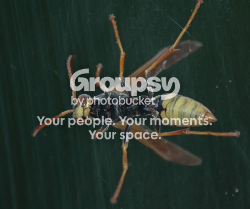 wasp1.jpg