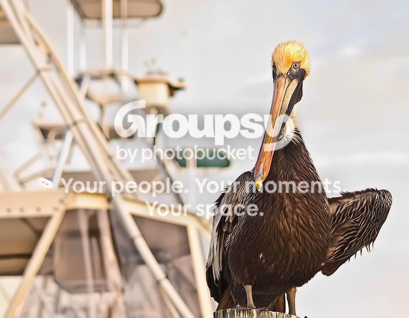 pelican1.jpg