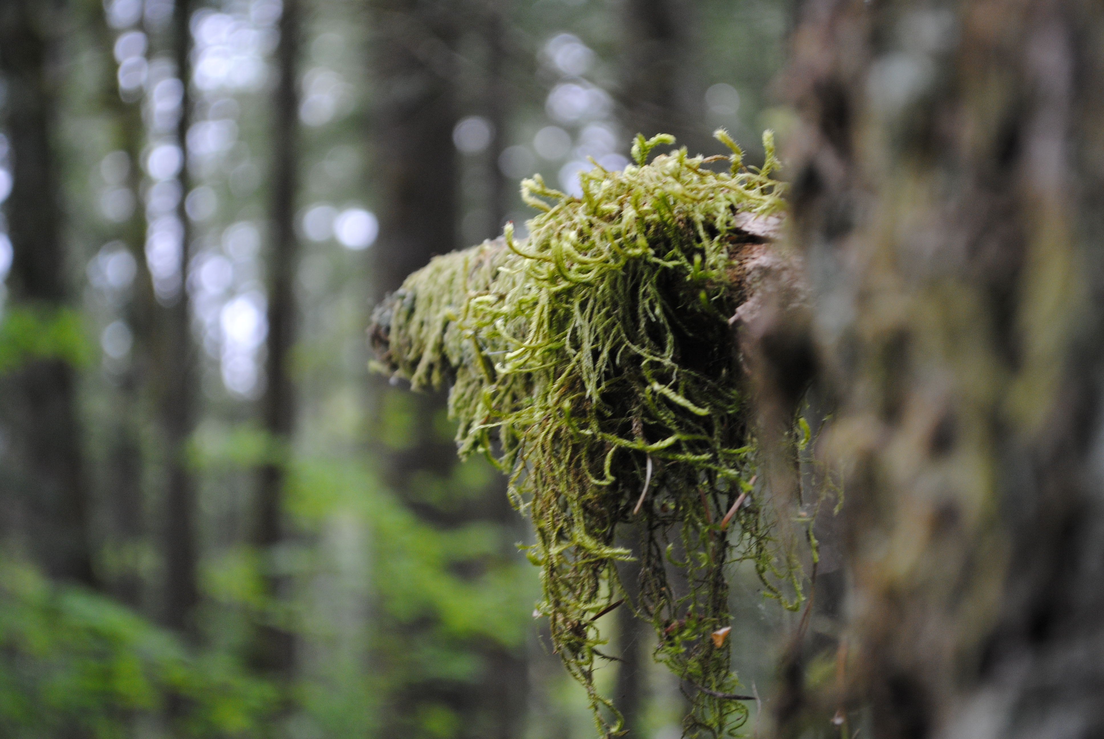 moss_like_a_boss_by_snow_fx-d3h5j0a.jpg