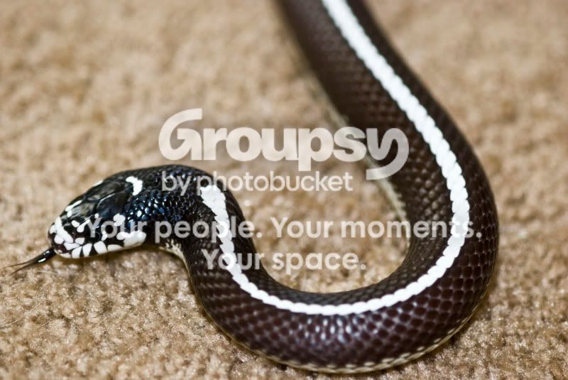 kingsnake.jpg
