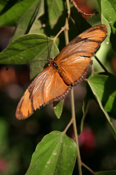 orange_4228_filteredshare.jpg