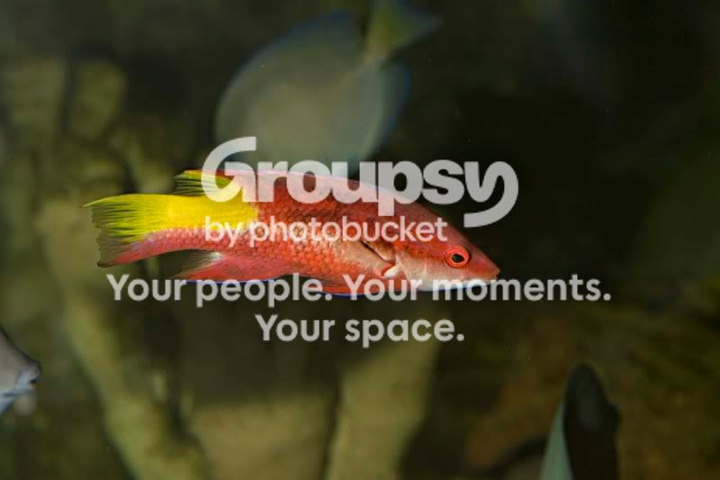 CubanHogfish.jpg