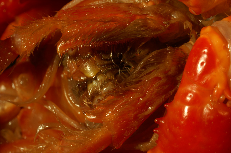 crayfish2.jpg