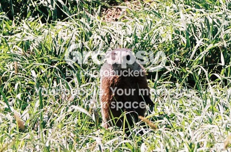 872184-R1-34-12A.jpg