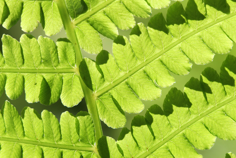 fern_01.jpg