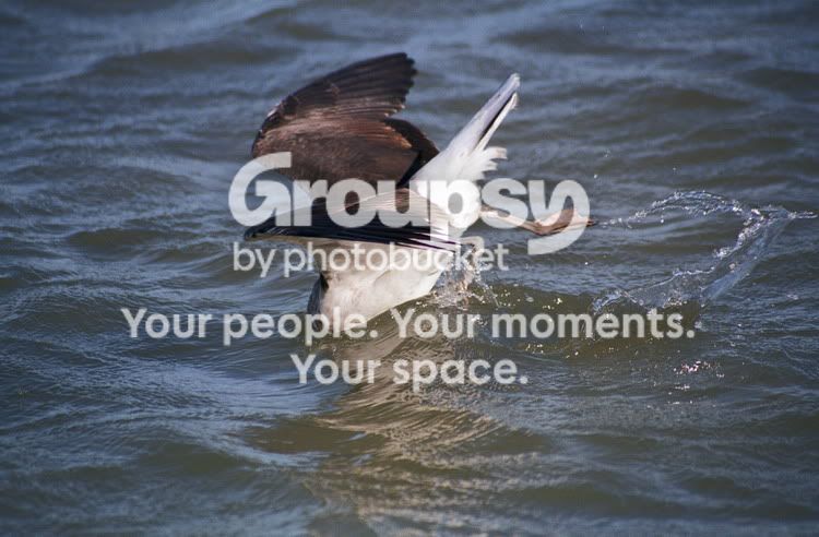 PhspIMG016.jpg
