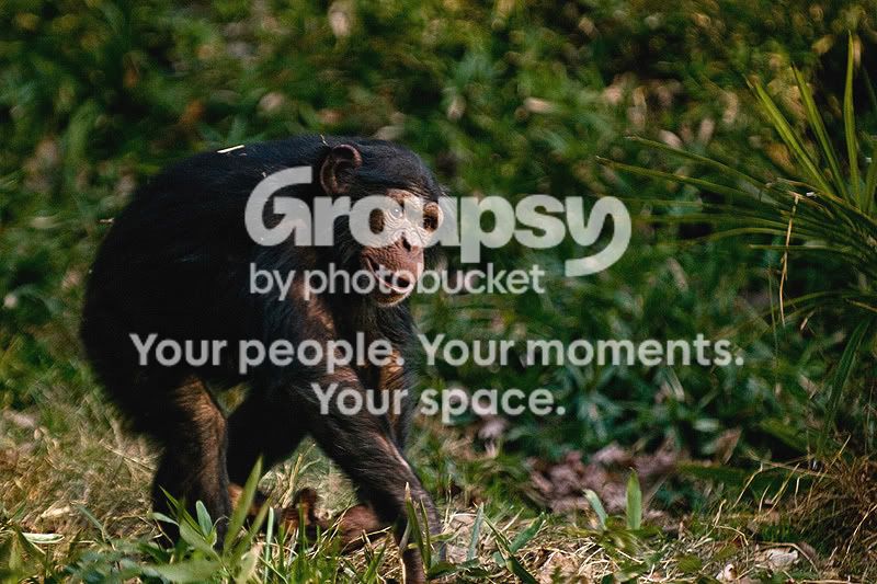 Chimp.jpg