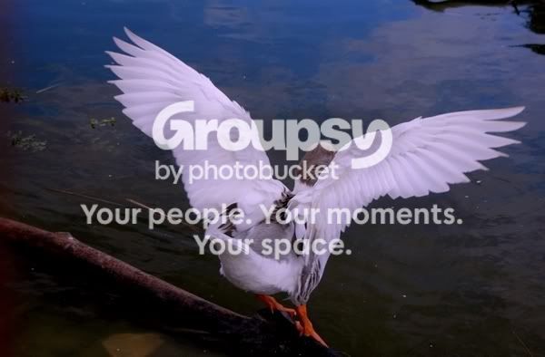 1duck.jpg