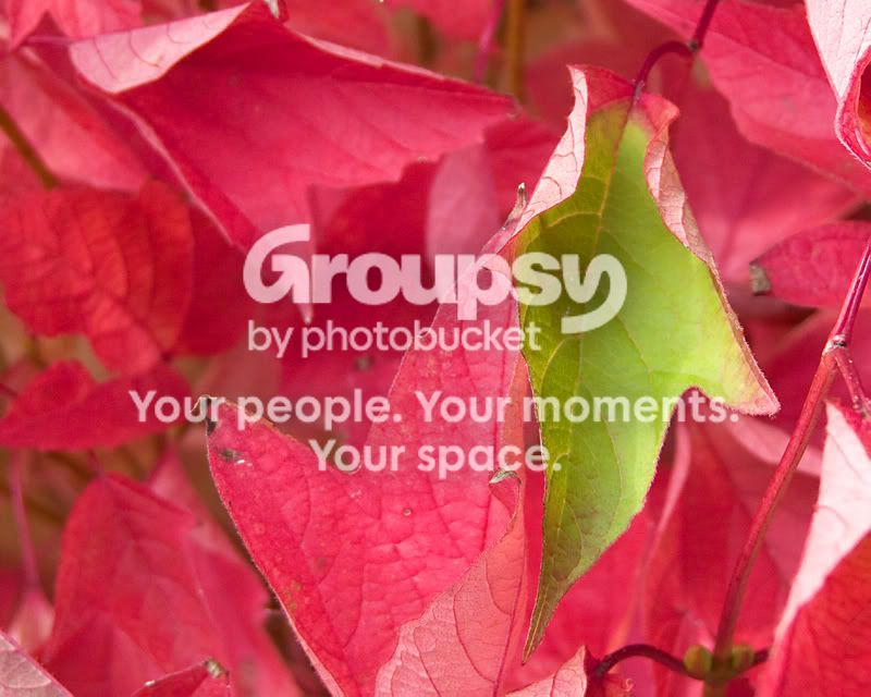 leaves.jpg