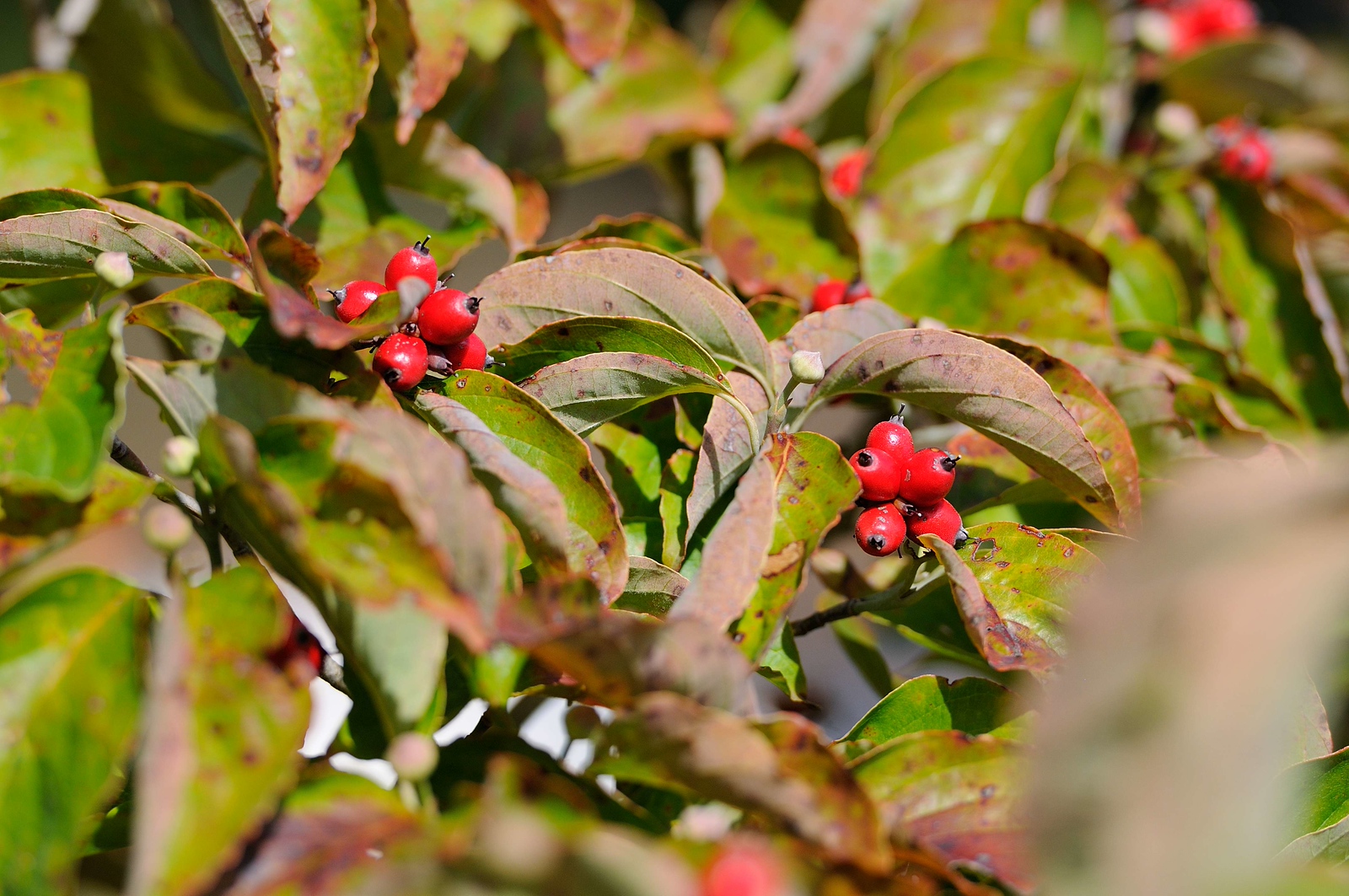 DSC_00023-X3.jpg
