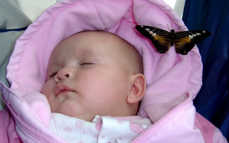 Butterflys2.jpg