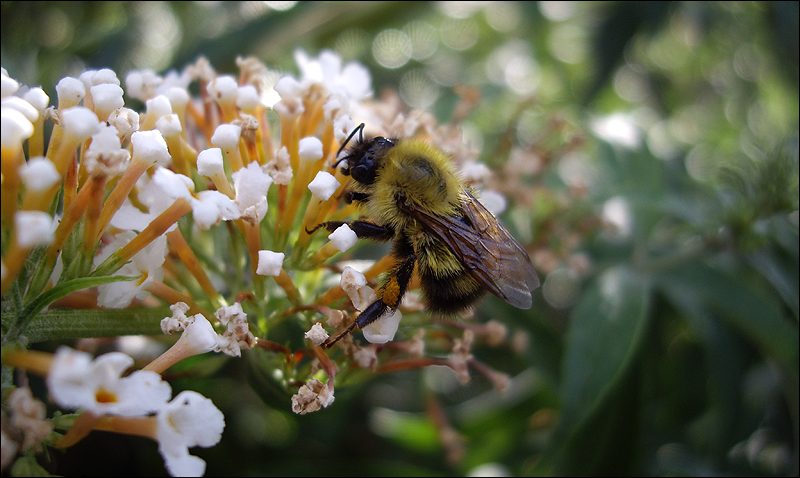 Bumble_Bee_by_amnesic726.jpg