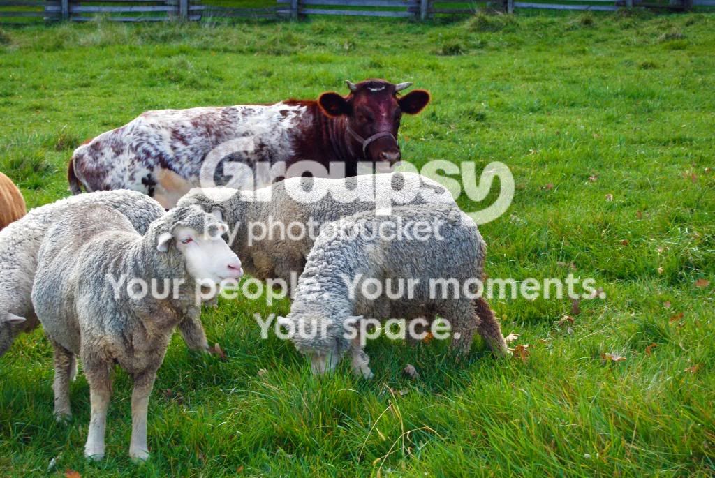 sheep.jpg
